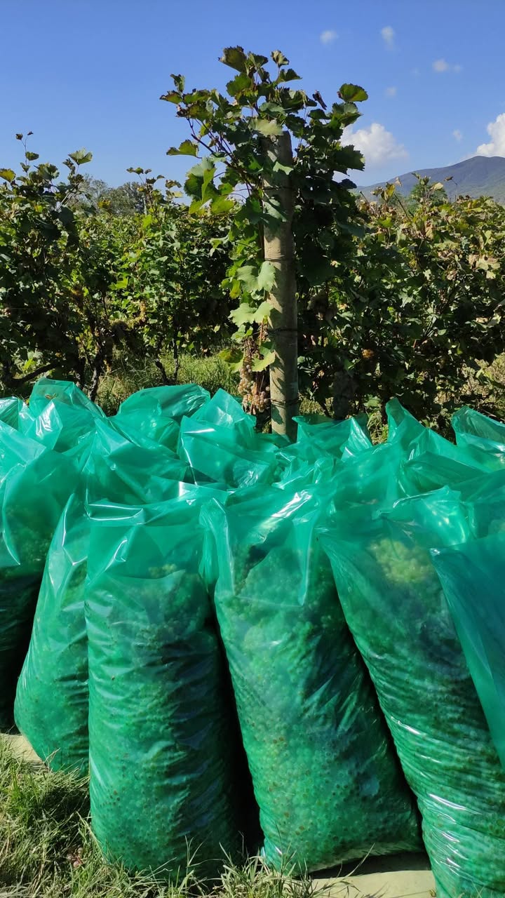 Saqarecosında saburavebilerin zavodunun yaninda indi vkripavt — 1.3₾