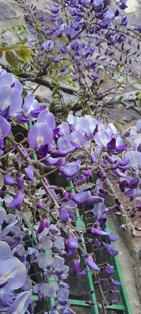 🌸Глициния или вистерия (Wisteria) — род