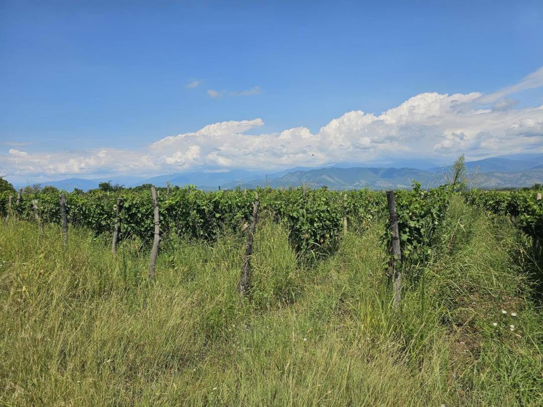 Arazi, Kvareli — $22,000