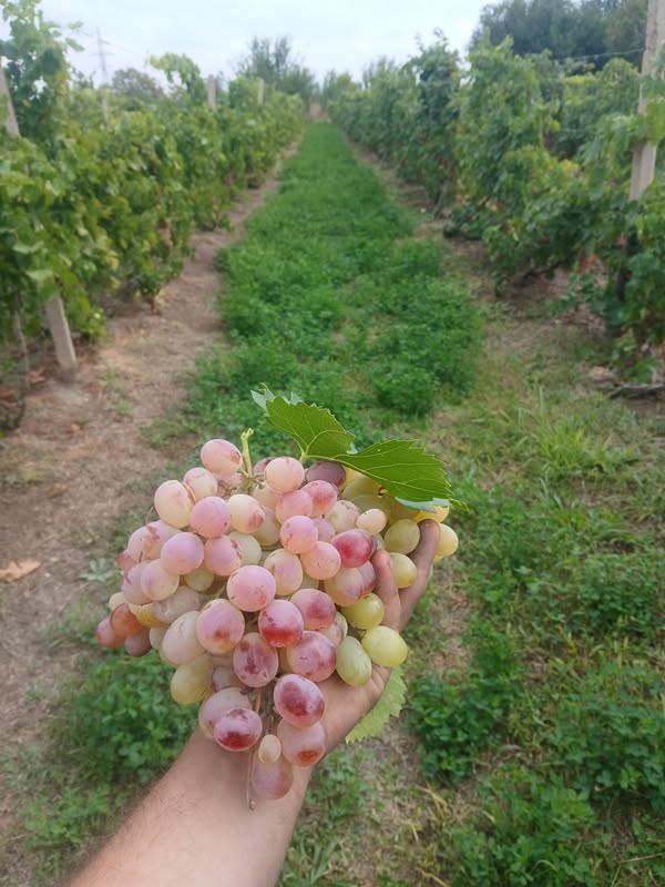 ​🍇 Выберите «АНАХИТ» ТЕЛЕФОННЫЙ ЧЕХОЛ 🍇 — 200֏