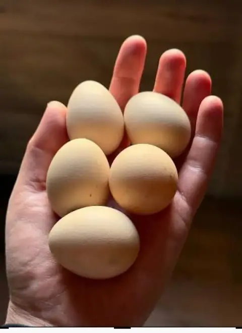 🛑Zugdidi'de en yüksek kalite inkübatör yumurtası satılır - 1₾