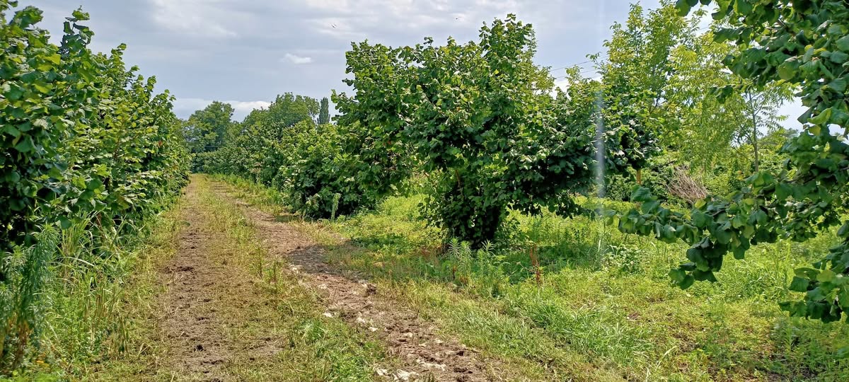 Հողակտոր, Լագոդեխի — $25,000