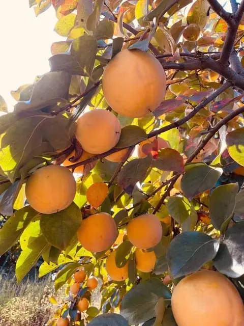 In Gurjaani district, in the village of Chumlaq, pomegranate is for sale