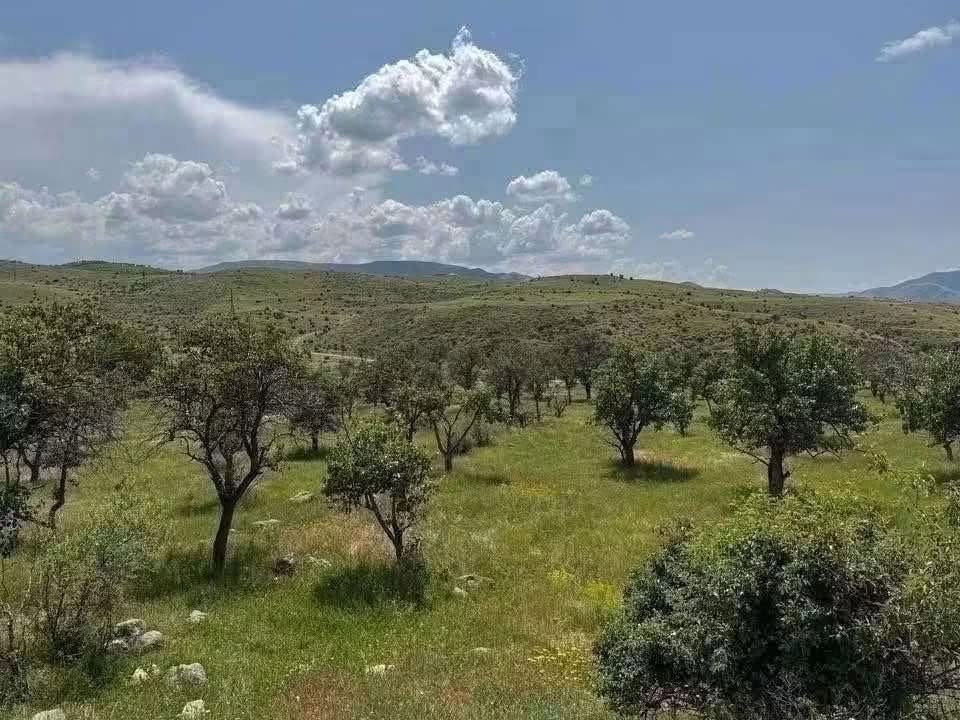 მიწის ნაკვეთი, Աբովյան