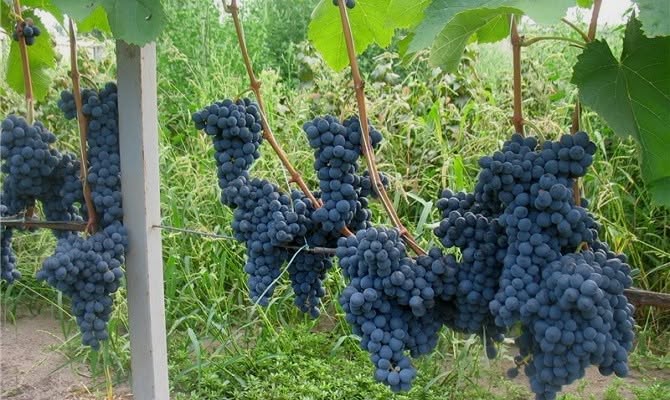 French breed of highest quality is sold in Cardenakh