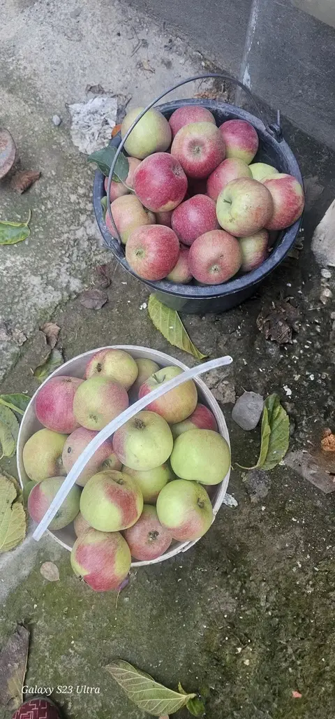 Kehuri elması satılıyor