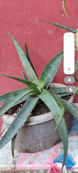 Aloe vera bitkisi qabda