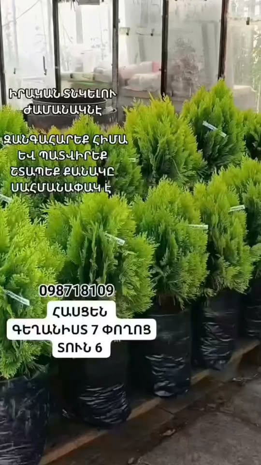 შეიძინეთ მაკურ ჰოლანდიელ ზალატისტის გამოცდილება ტუანერებში