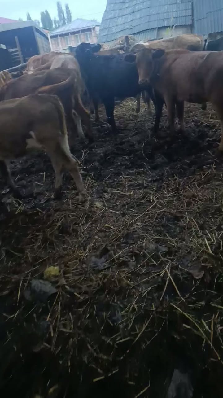 16 ədəd dəyirman Lagodexi rayonunda satılır