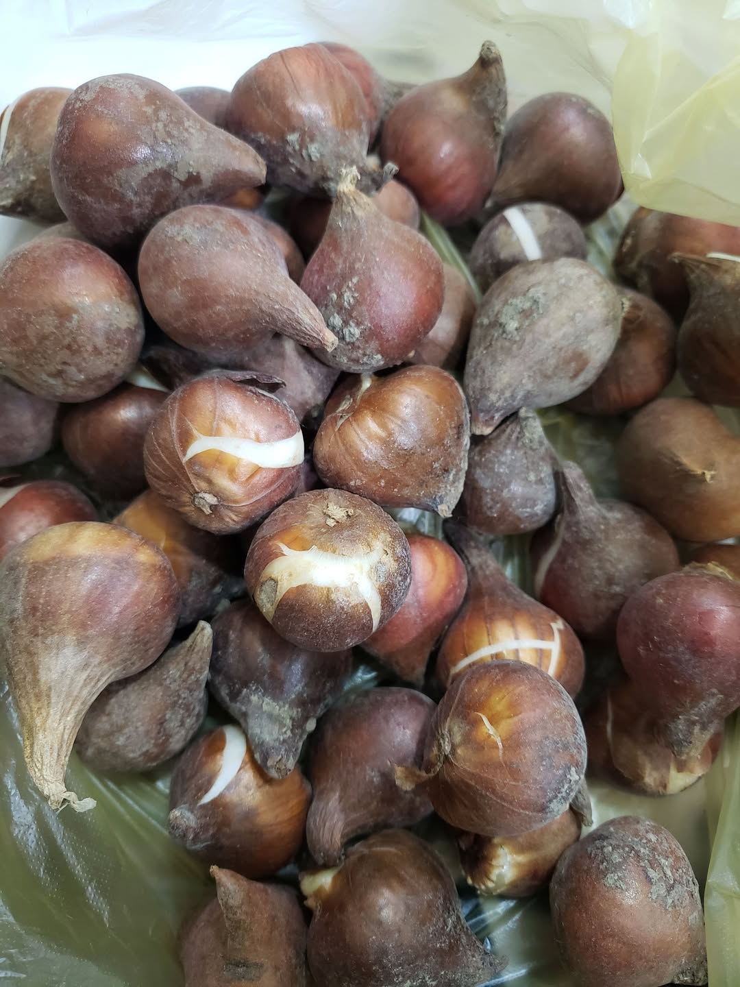 Mənə rəngli titi toxumları var. 2.50