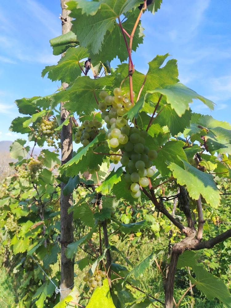 Վաճառվում է ցոլիկովեր 3 լ