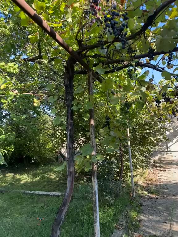 Arazi, Tiflis - $125