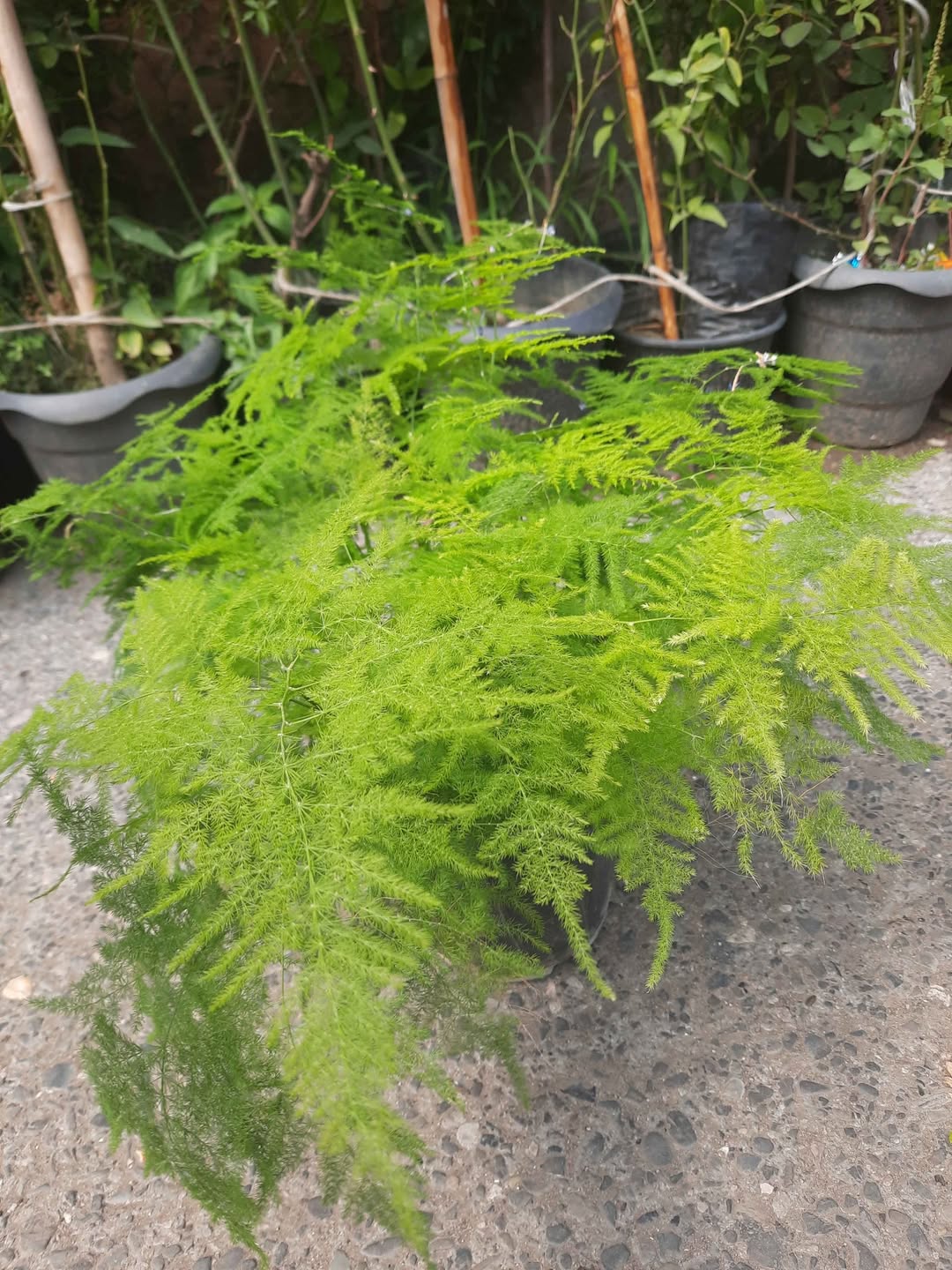 Decorative asparagus fern, bunch