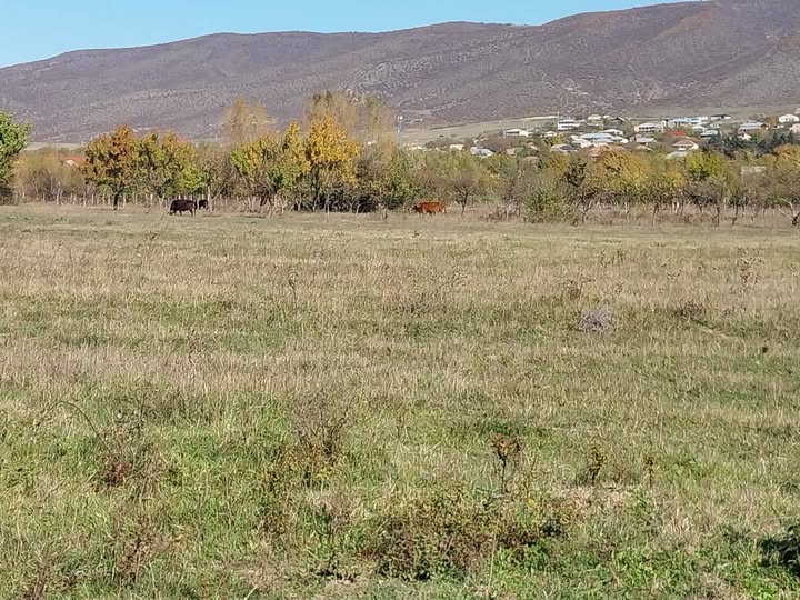 Torpaq hissəsi, Tbilisi
