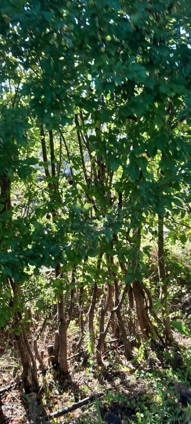 For sale high quality, cared for forest and