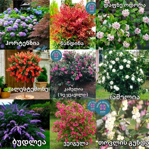 🍂🌹 Payız böyük endirim 🌹🍂 🌹