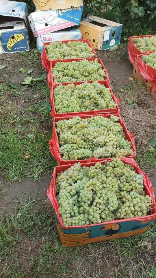 🍇 Şaşiyanı köyü, Gurcistan'da yeni - 1.6₾ fiyatına satılık