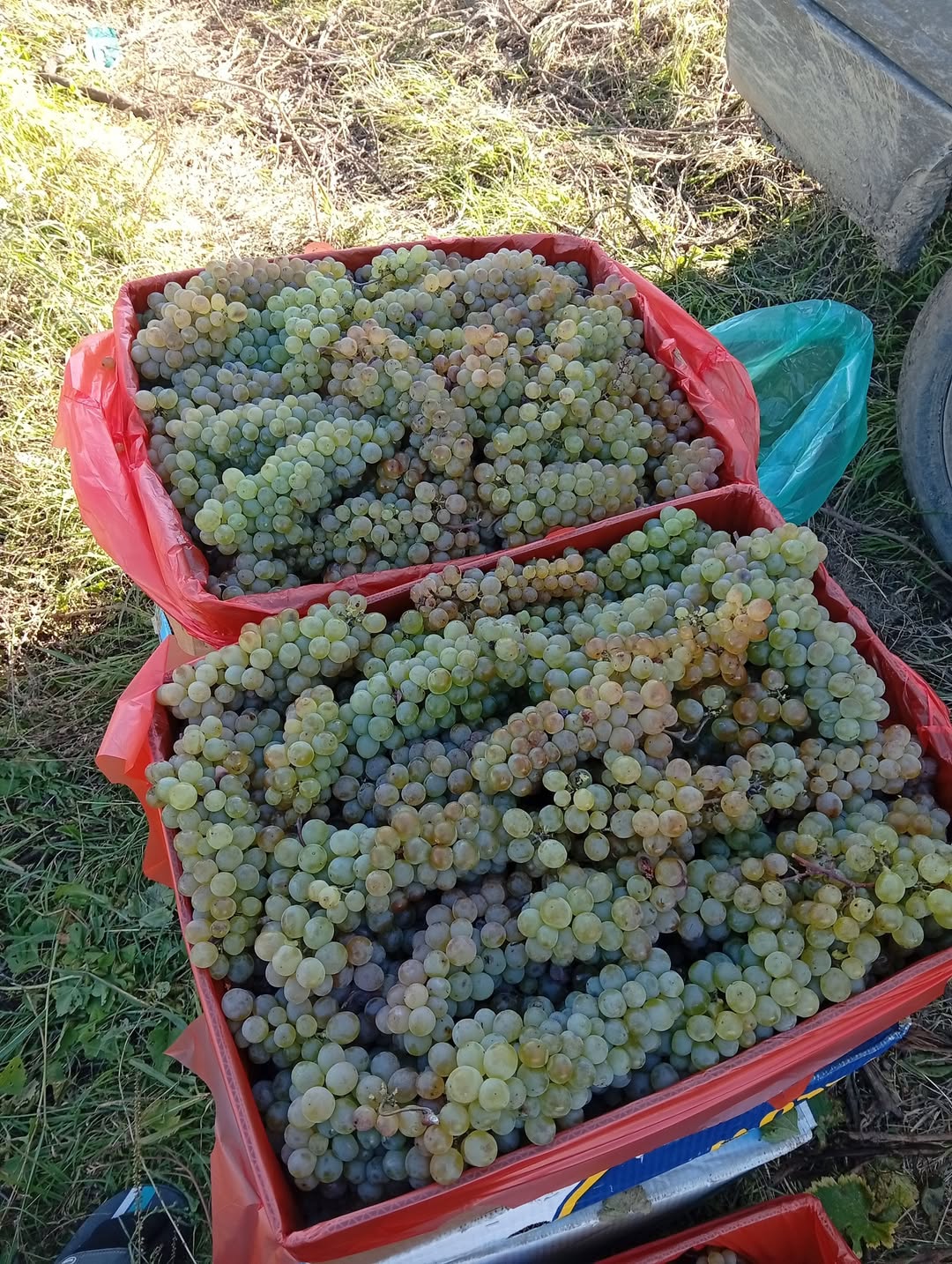 Satılır qırmızı xalxal, 1 ədəd 1 lariyə