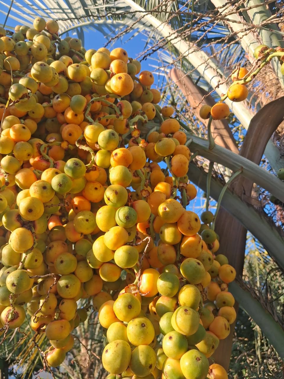 🌴 Finik palması satılır. Marağı olanların