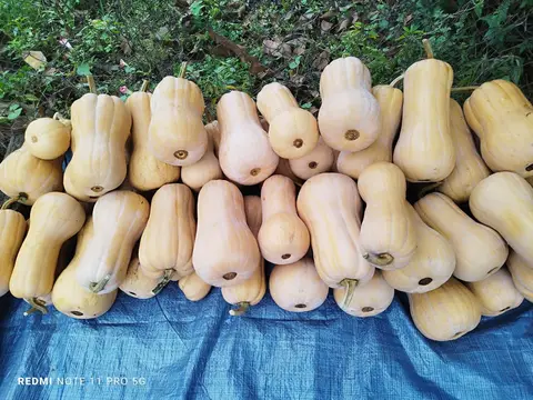 Մատիլդայի ցեղատեսակի հավ