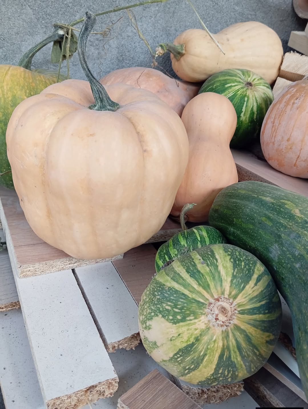 Kabaklar və squash, satışı