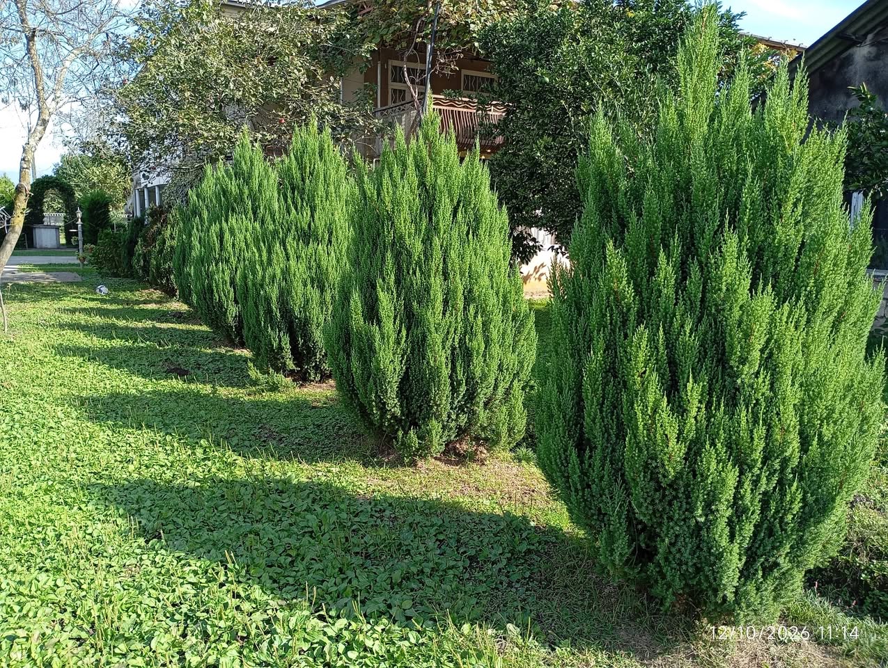 Canadian fir trees for sale, height: 200₾