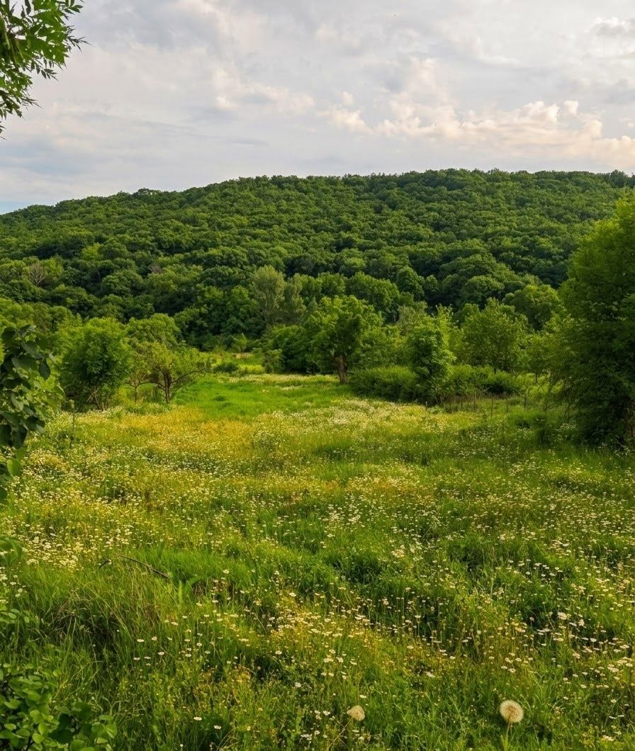 Land plot, Tbilisi