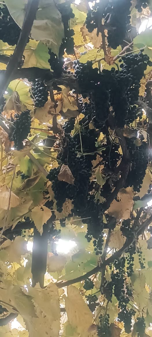 Mən çox şirin və dadlı üzüm almışam