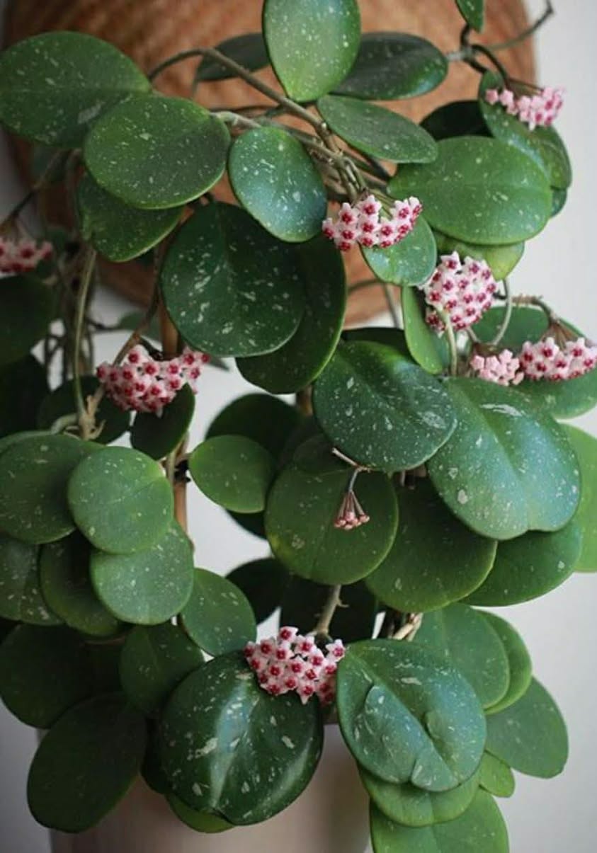 Hoya obowata nərglərin qiymətləri yazılıb. Hər yerdə