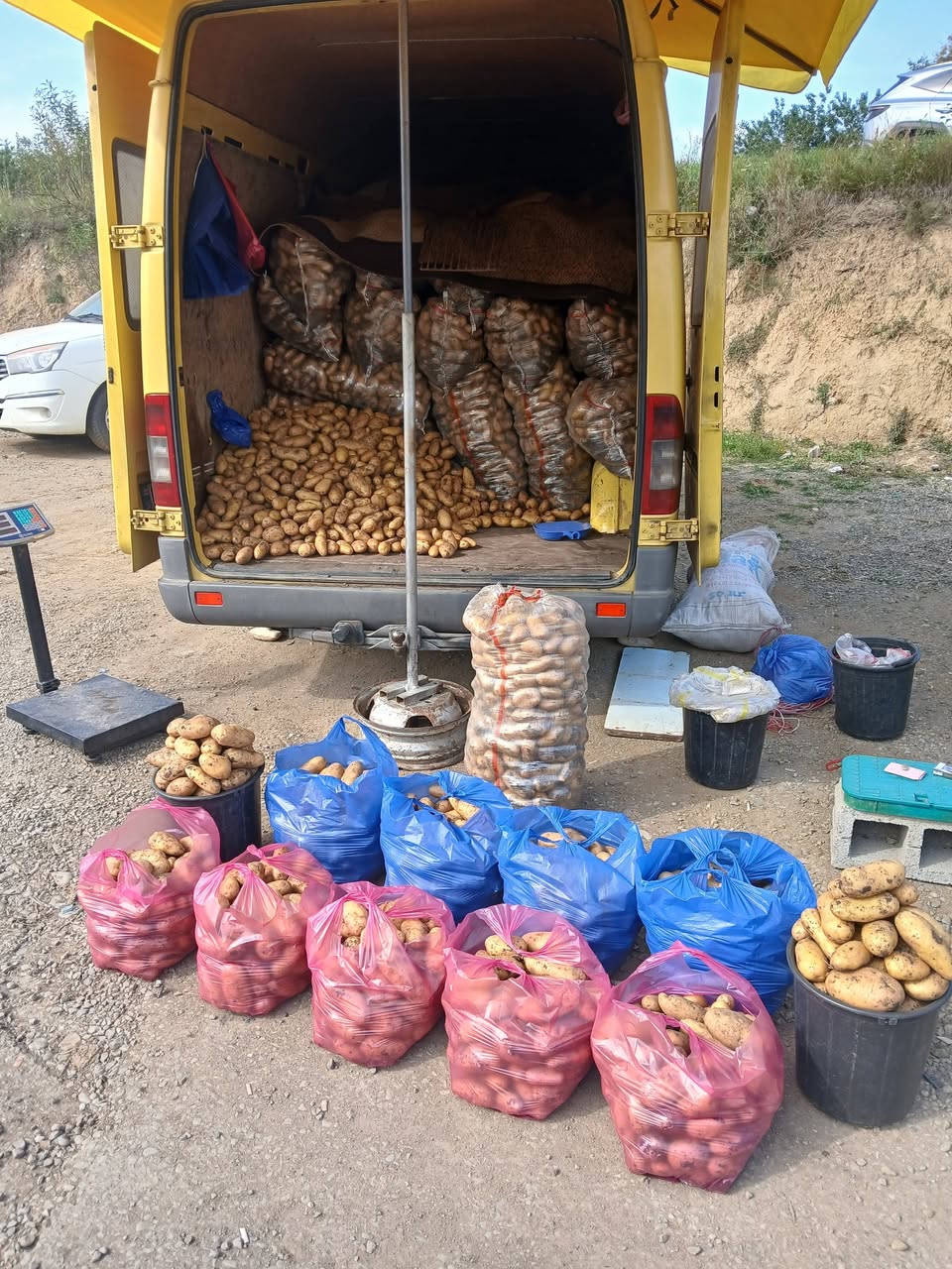 Akhalkalaki yellow potato
