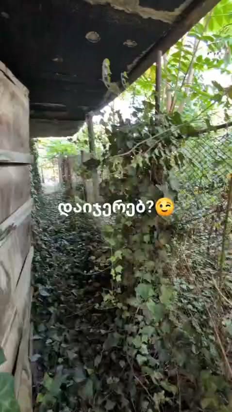 Դու հավատում ես😉 🌿 լքված բակից կարգավորված մինչև
