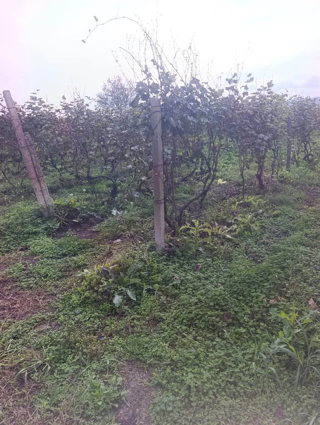 Land plot, Bolnisi