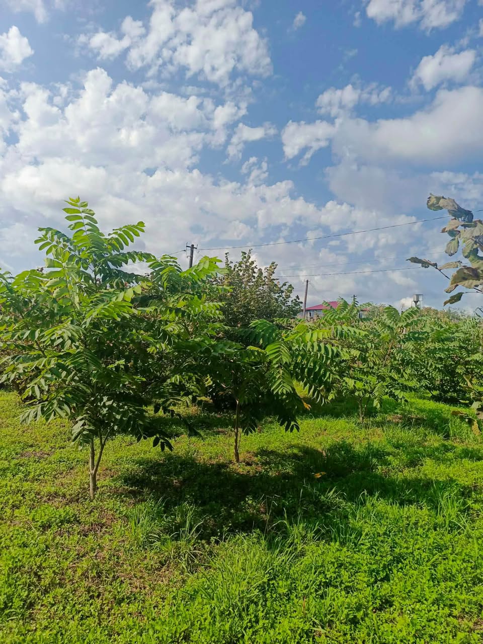 3198 kv.m. sahəli yaşayış binasına aid torpaq satılır