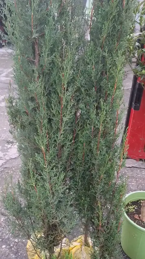 Evergreen plants and flowers
