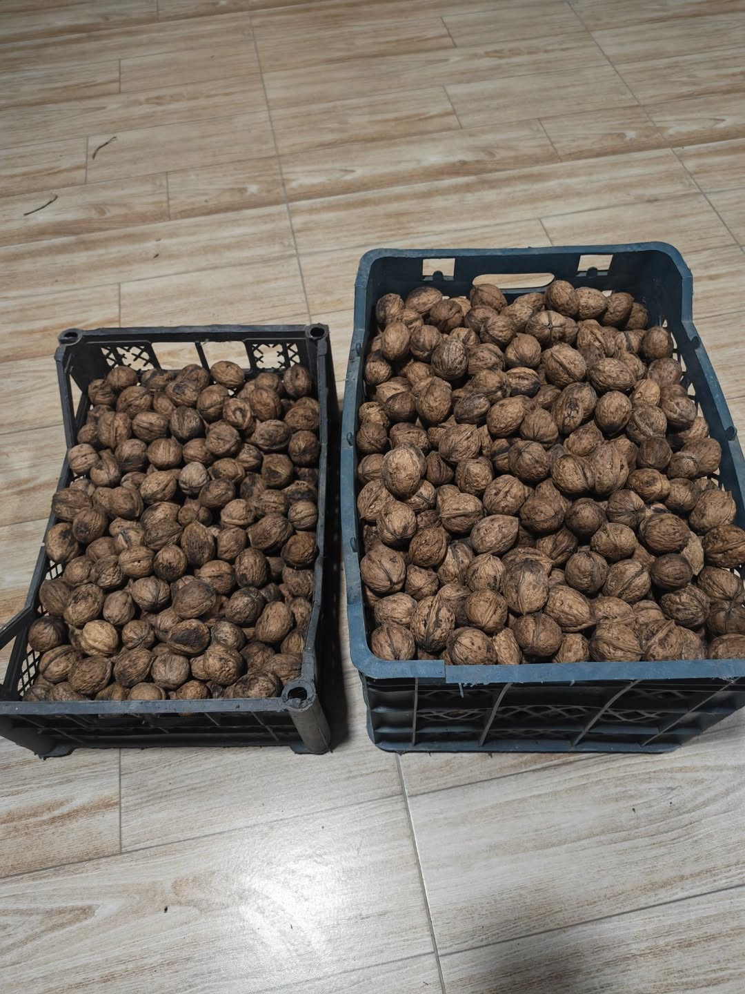 Cevizler 14 kg, geçen yılın hasadı