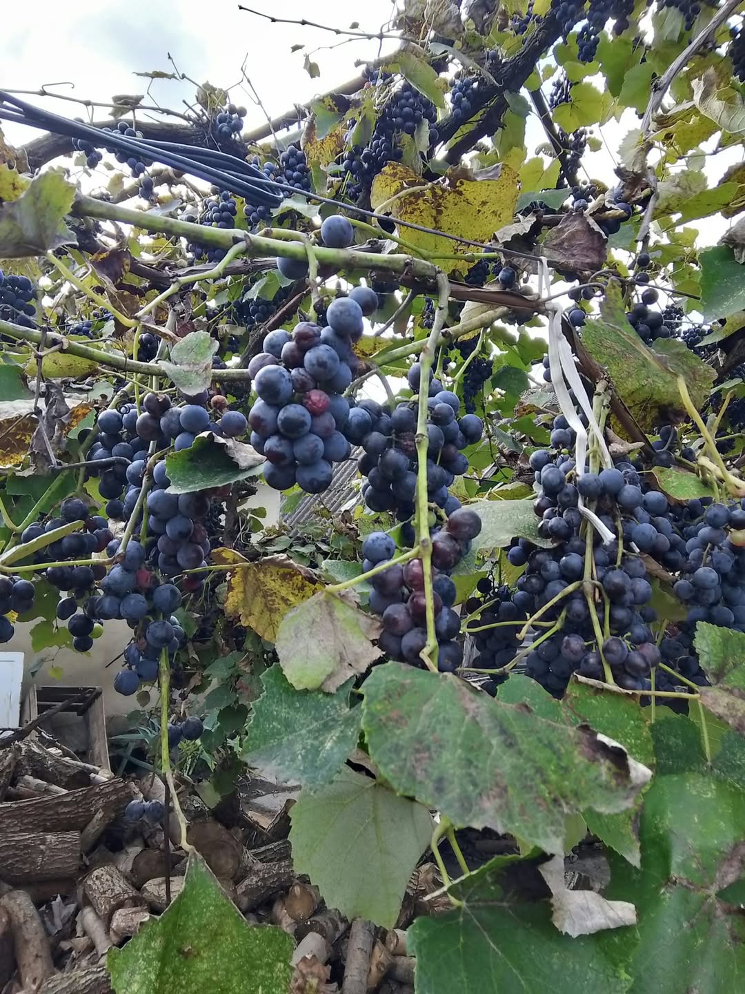 Ades üzümü alıram! Qiymət müqaviləyə əsasən