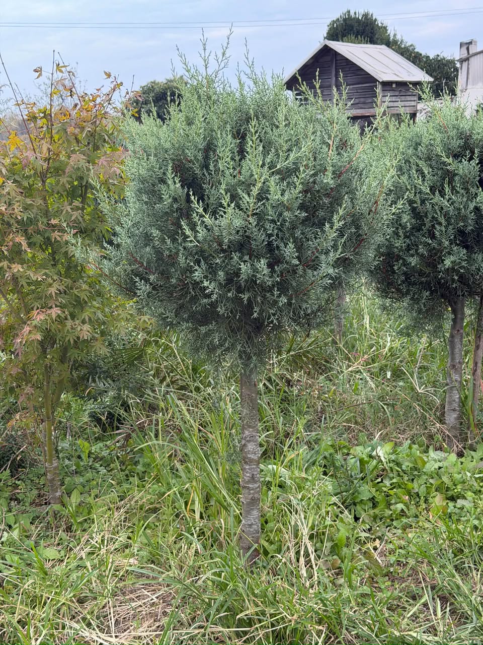 🌳გვაქვს არიზონას შტამბები , მეტრზე დიდი — 200₾