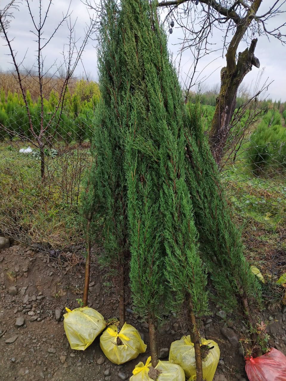 Семена обязательно, мин. 100 штук