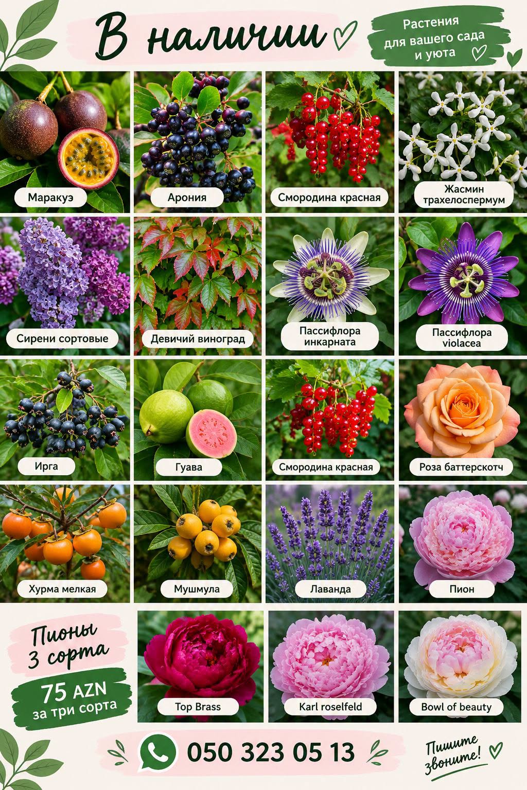 🌿🌸 მცენარეები ხელმისაწვდომია! 🌸🌿 75₼-ად