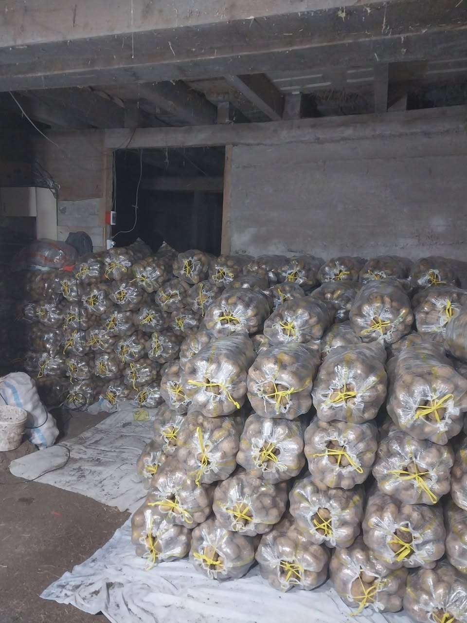 Ahılkelek sarı patatesi satılır. Fiyat: 1 - 1.5$