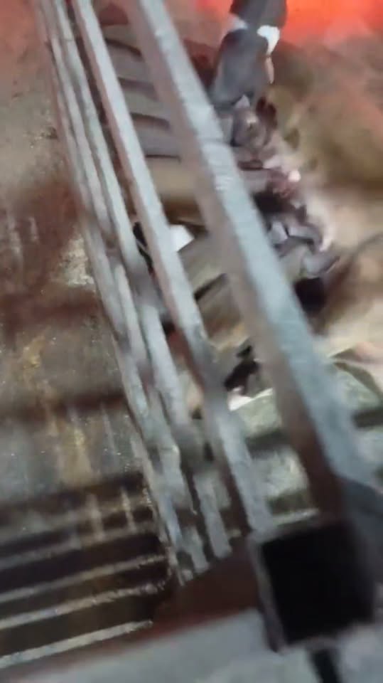 Satılır yaxşı genetikaya malik donuz balaları 🐷