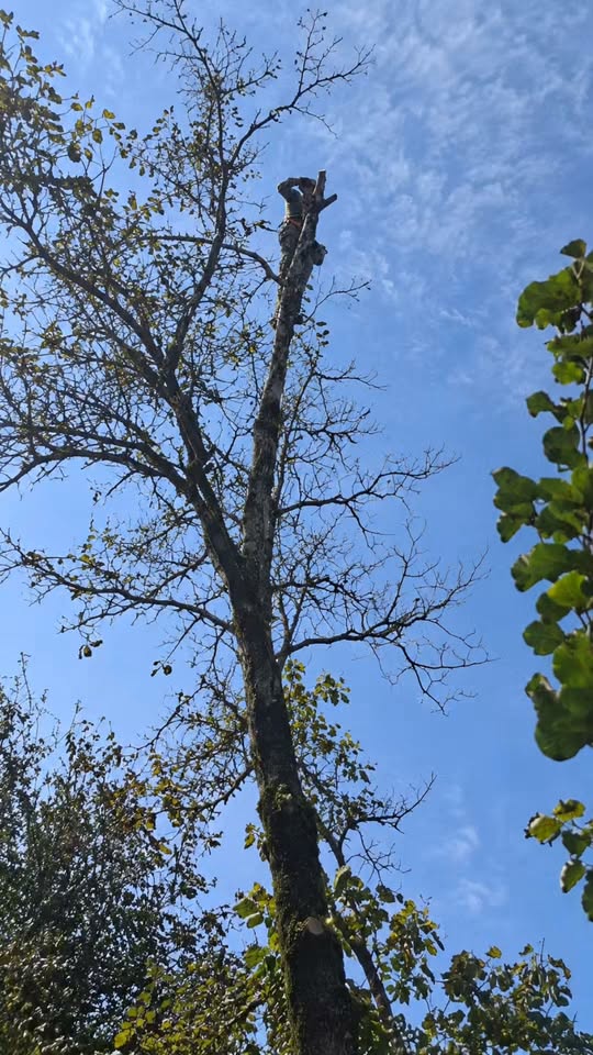 Здравствуйте, админ! Привет, друзья! 🌳 Вам нужны