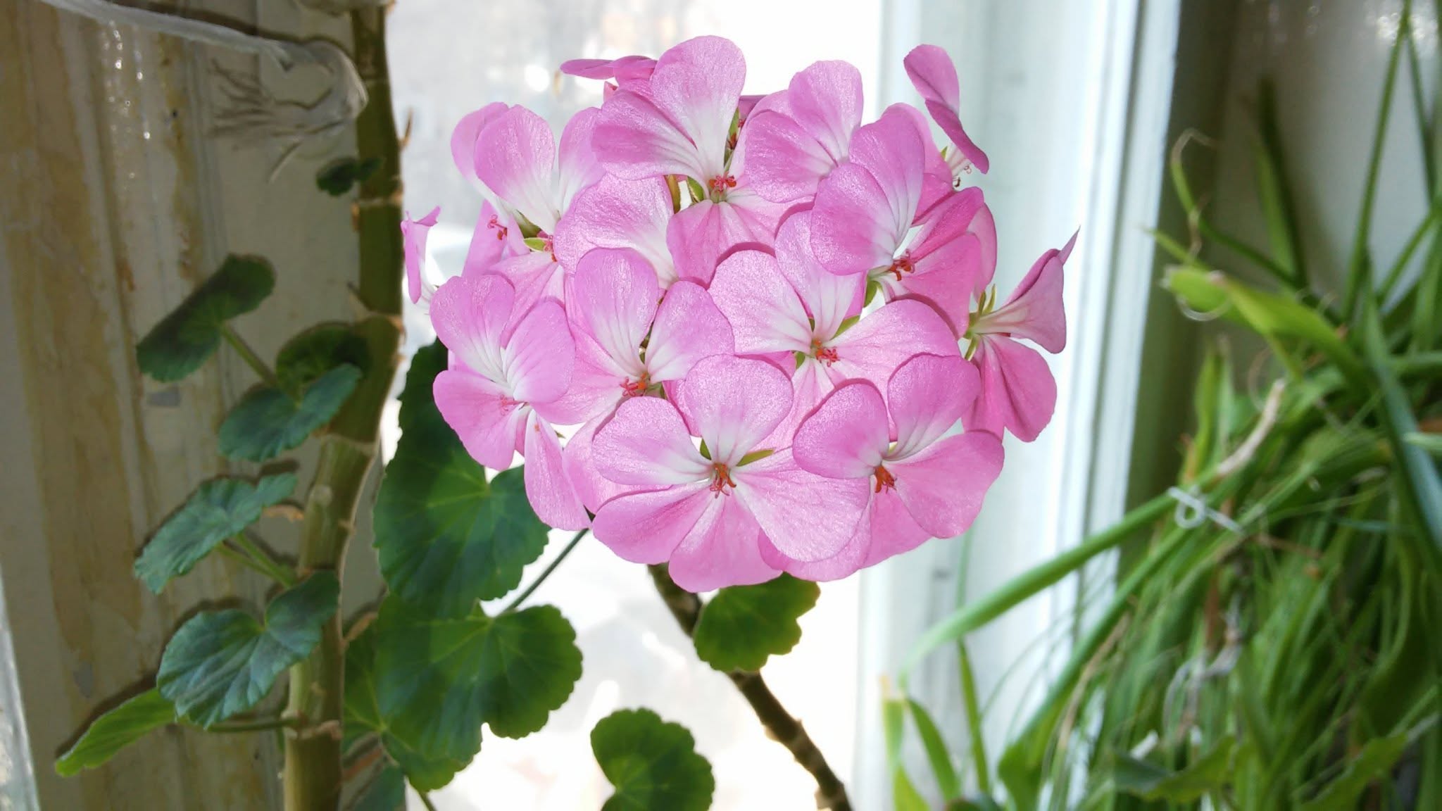 Satılık. Pembe geranium - aşk, mutluluk ve mutluluğun sembolü
