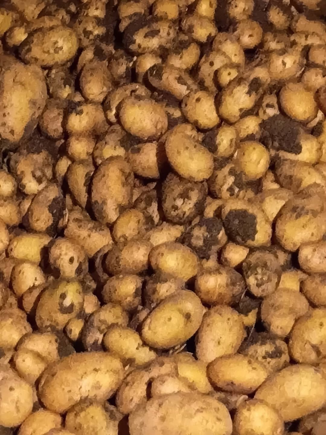 Yeni parti Kvutelgula Granata Ahalkalaki - 1₾