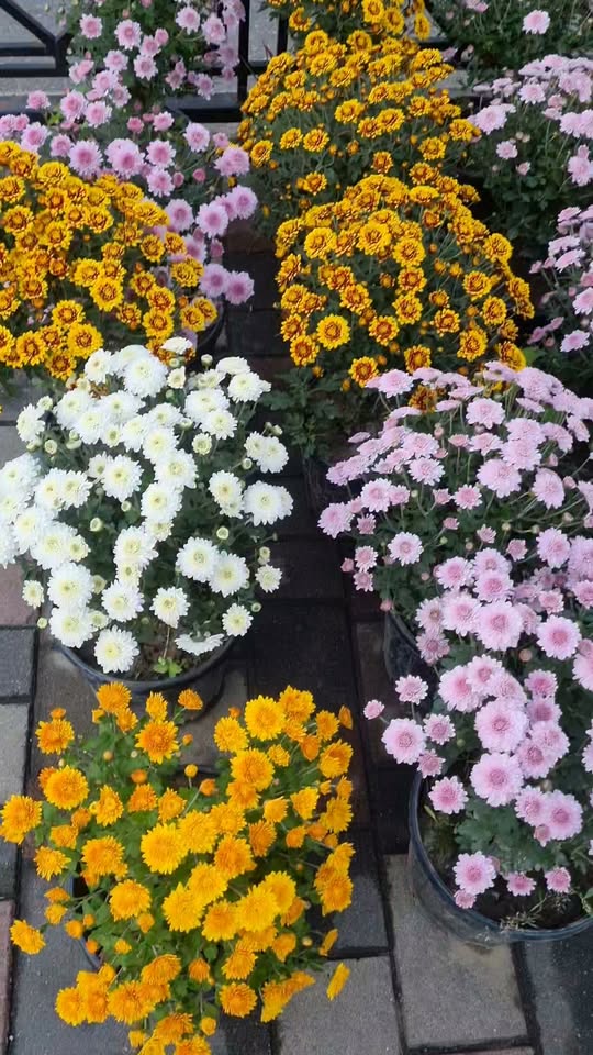 Today, 14 October, dwarf multiflora chrysanthemums — 5₾