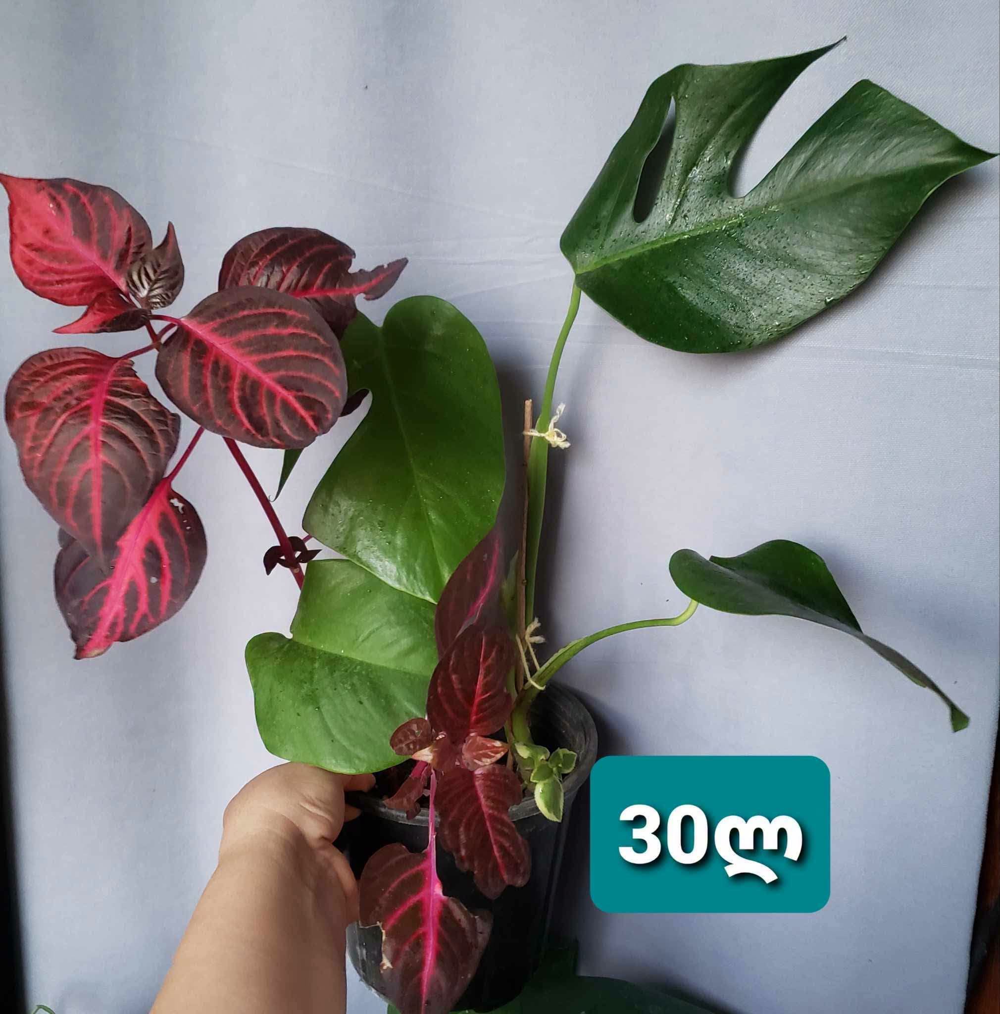 İrezin və Monstera birgə, 30sm