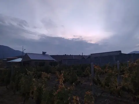 Հող Արենիում, խաղողի այգիով