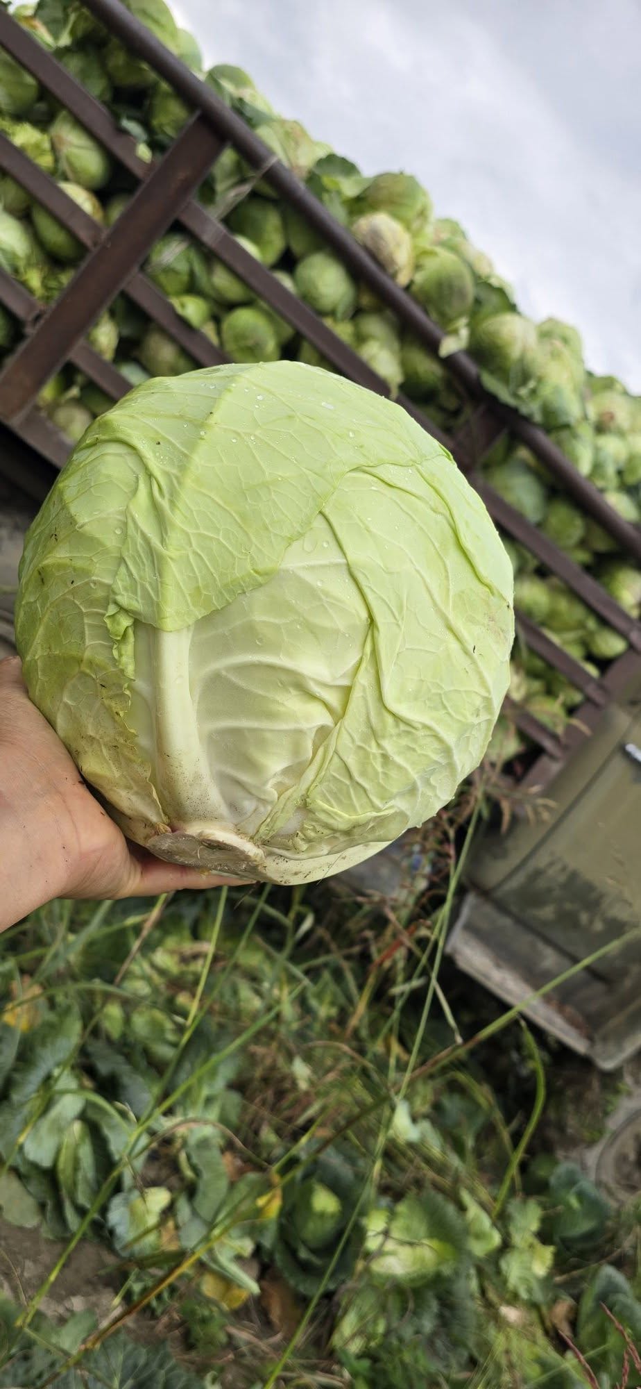 Lagodekhi cabbage, new harvest