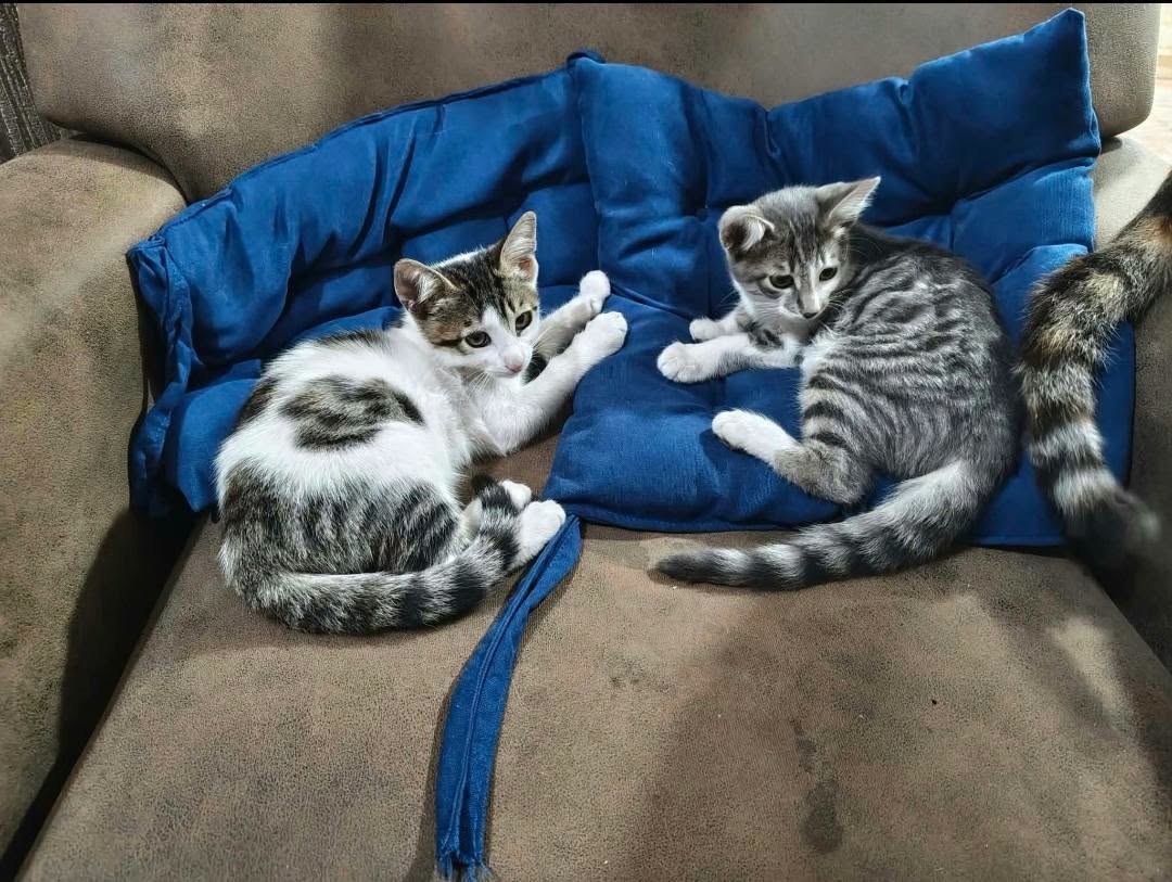 🐾🐈🐱ჩუქდებიან ეს სილამაზეები ( და ძმა)🐾🐈🐱არიან