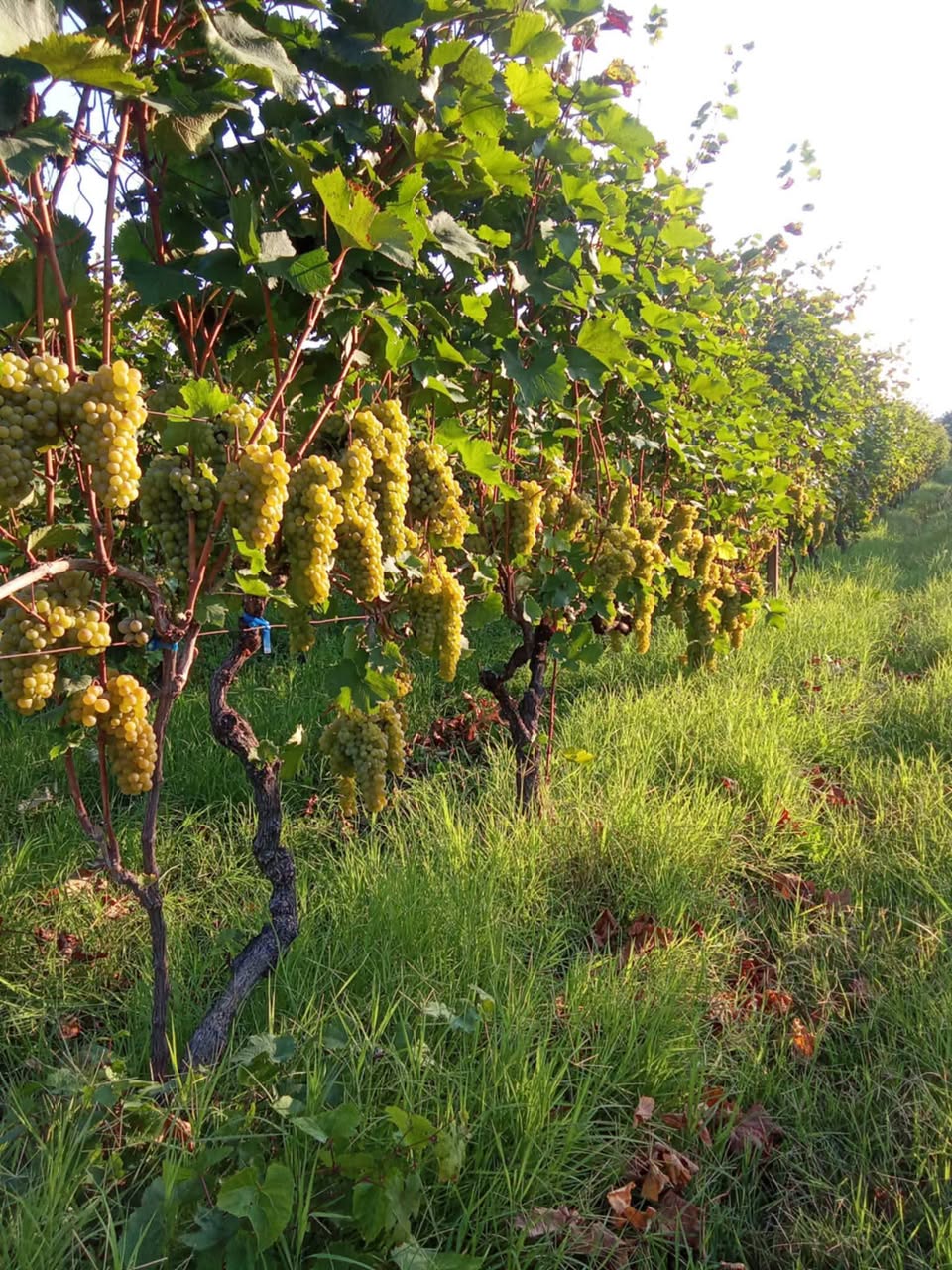 Saperavi grape, 5-6 tons